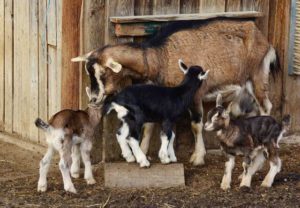 Voyage de langue et Farmstay