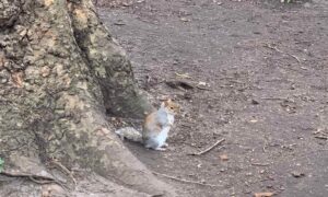 ecureuil londres; voyage scolaire londre